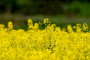 minidsc03666_dxom